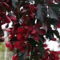 Malus - Яблуня декоративна